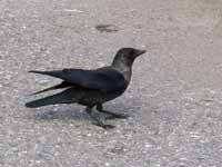 Choucas des tours Corvus monedula monedula