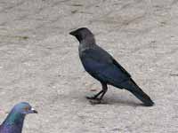 Choucas des tours Corvus monedula monedula