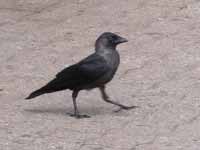 Choucas des tours Corvus monedula monedula