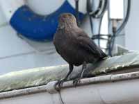 Choucas des tours Corvus monedula monedula