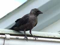 Choucas des tours Corvus monedula monedula