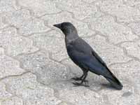 Choucas des tours Corvus monedula monedula