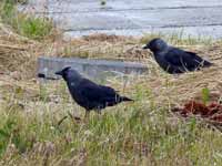 Choucas des tours Corvus monedula monedula