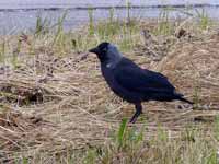 Choucas des tours Corvus monedula monedula