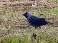 Choucas des tours Corvus monedula monedula