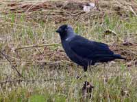 Choucas des tours Corvus monedula monedula