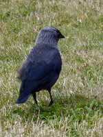 Choucas des tours Corvus monedula monedula