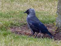 Choucas des tours Corvus monedula monedula