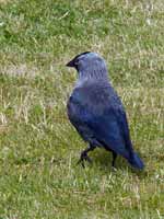 Choucas des tours Corvus monedula monedula