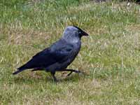 Choucas des tours Corvus monedula monedula