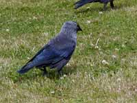 Choucas des tours Corvus monedula monedula