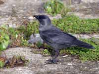 Choucas des tours Corvus monedula