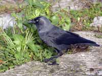 Choucas des tours Corvus monedula