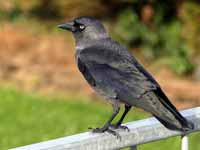 Choucas des tours Corvus monedula