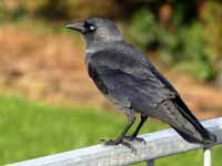 Choucas des tours Corvus monedula