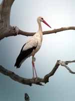 Cigogne blanche Ciconia ciconia