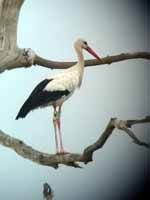 Cigogne blanche Ciconia ciconia