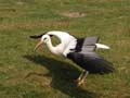 Cigogne blanche Ciconia ciconia