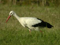 Cigogne blanche Ciconia ciconia