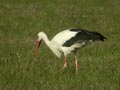 Cigogne blanche Ciconia ciconia