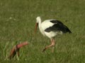 Cigogne blanche Ciconia ciconia