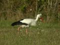 Cigogne blanche Ciconia ciconia