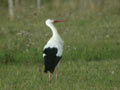 Cigogne blanche Ciconia ciconia