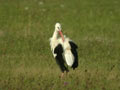 Cigogne blanche Ciconia ciconia