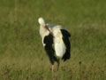 Cigogne blanche Ciconia ciconia