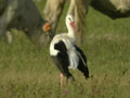 Cigogne blanche Ciconia ciconia