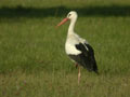 Cigogne blanche Ciconia ciconia