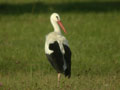 Cigogne blanche Ciconia ciconia