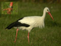 Cigogne blanche Ciconia ciconia