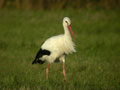 Cigogne blanche Ciconia ciconia