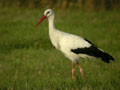 Cigogne blanche Ciconia ciconia