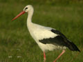 Cigogne blanche Ciconia ciconia