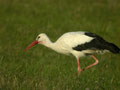 Cigogne blanche Ciconia ciconia