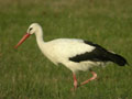 Cigogne blanche Ciconia ciconia