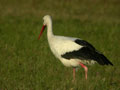 Cigogne blanche Ciconia ciconia