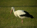 Cigogne blanche Ciconia ciconia