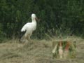 Cigogne blanche Ciconia ciconia