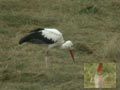 Cigogne blanche Ciconia ciconia