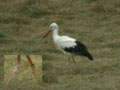 Cigogne blanche Ciconia ciconia