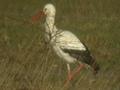 Cigogne blanche Ciconia ciconia