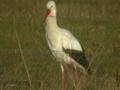 Cigogne blanche Ciconia ciconia