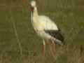 Cigogne blanche Ciconia ciconia