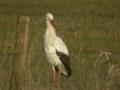 Cigogne blanche Ciconia ciconia