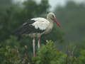 Cigogne blanche Ciconia ciconia