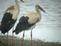 Cigogne blanche Ciconia ciconia