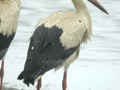 Cigogne blanche Ciconia ciconia